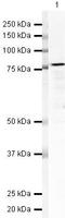 Nucleolin antibody, PA5-19508, Invitrogen Antibodies, Western Blot image 