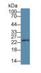 Stromal Cell Derived Factor 2 Like 1 antibody, LS-C726365, Lifespan Biosciences, Western Blot image 