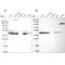 Succinyl-CoA ligase [ADP-forming] subunit beta, mitochondrial antibody, NBP1-85860, Novus Biologicals, Western Blot image 
