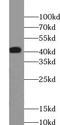 Abhydrolase Domain Containing 12B antibody, FNab00045, FineTest, Western Blot image 