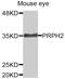 Peripherin 2 antibody, MBS128800, MyBioSource, Western Blot image 