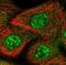 Zinc Finger Protein 160 antibody, NBP1-83939, Novus Biologicals, Immunofluorescence image 