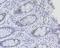 Ring Finger Protein 40 antibody, NBP2-76887, Novus Biologicals, Immunohistochemistry paraffin image 