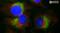 Microtubule Associated Protein 1 Light Chain 3 Beta antibody, NBP2-46892, Novus Biologicals, Immunofluorescence image 