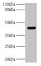 Ubiquitin-conjugating enzyme E2 Q2 antibody, CSB-PA845153HA01HU, Cusabio, Western Blot image 