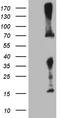 Polypeptide N-Acetylgalactosaminyltransferase 10 antibody, CF809431, Origene, Western Blot image 
