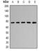 RUN And FYVE Domain Containing 2 antibody, orb341411, Biorbyt, Western Blot image 