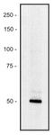 Protein piccolo antibody, NBP2-62209, Novus Biologicals, Western Blot image 