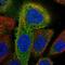 DExD/H-Box Helicase 58 antibody, NBP2-55599, Novus Biologicals, Immunocytochemistry image 