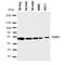 Flotillin 1 antibody, orb99195, Biorbyt, Western Blot image 