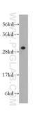 Proteasome activator complex subunit 3 antibody, 14907-1-AP, Proteintech Group, Western Blot image 