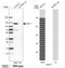 Cadherin 17 antibody, HPA026556, Atlas Antibodies, Western Blot image 