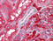Apolipoprotein A2 antibody, 51-422, ProSci, Immunohistochemistry frozen image 