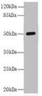 Chromosome 8 Open Reading Frame 34 antibody, MBS7000837, MyBioSource, Western Blot image 