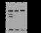 Cytochrome C Oxidase Subunit 5A antibody, 201388-T44, Sino Biological, Western Blot image 