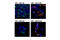 Akt antibody, 14702S, Cell Signaling Technology, Immunofluorescence image 