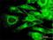 PKR2 antibody, H00005576-M01, Novus Biologicals, Immunocytochemistry image 