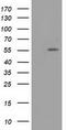 Protein ERGIC-53 antibody, TA502138S, Origene, Western Blot image 