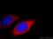 CD354 antibody, 11791-1-AP, Proteintech Group, Immunofluorescence image 