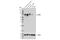 Olfactomedin 4 antibody, 14369T, Cell Signaling Technology, Western Blot image 