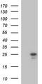 PRELI Domain Containing 3B antibody, TA590513, Origene, Western Blot image 