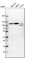Rho GTPase Activating Protein 4 antibody, PA5-51499, Invitrogen Antibodies, Western Blot image 