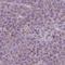 Chromosome 2 Open Reading Frame 68 antibody, HPA051143, Atlas Antibodies, Immunohistochemistry frozen image 