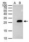 PTTG1 antibody, GTX111938, GeneTex, Immunoprecipitation image 