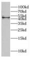 Bars antibody, FNab02046, FineTest, Western Blot image 