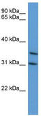 MAP kinase-activated protein kinase 3 antibody, TA342909, Origene, Western Blot image 