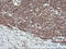 Hes-1 antibody, LS-C173601, Lifespan Biosciences, Immunohistochemistry frozen image 