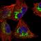 Cytochrome C Oxidase Assembly Factor 3 antibody, HPA031966, Atlas Antibodies, Immunofluorescence image 