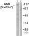 Kinase suppressor of Ras 1 antibody, PA5-38088, Invitrogen Antibodies, Western Blot image 