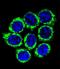Golgin A8 Family Member A antibody, LS-C166574, Lifespan Biosciences, Immunofluorescence image 