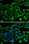 HAP3 antibody, 22-843, ProSci, Immunofluorescence image 