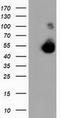 Calcium-binding and coiled-coil domain-containing protein 2 antibody, TA502055S, Origene, Western Blot image 