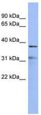 Hairy/enhancer-of-split related with YRPW motif protein 2 antibody, TA343694, Origene, Western Blot image 
