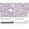 Glutamate Rich 5 antibody, NBP1-93789, Novus Biologicals, Immunohistochemistry paraffin image 