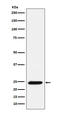 Bcl-2-modifying factor antibody, M02432-1, Boster Biological Technology, Western Blot image 