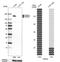 Par-3 Family Cell Polarity Regulator antibody, HPA030443, Atlas Antibodies, Western Blot image 