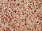 H12 antibody, LS-C676856, Lifespan Biosciences, Immunohistochemistry paraffin image 