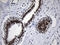 Zinc Fingers And Homeoboxes 2 antibody, LS-C792530, Lifespan Biosciences, Immunohistochemistry paraffin image 
