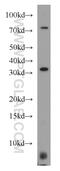 Mediator Complex Subunit 4 antibody, 15951-1-AP, Proteintech Group, Western Blot image 