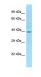 PiggyBac Transposable Element Derived 2 antibody, orb330754, Biorbyt, Western Blot image 