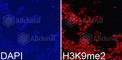 Histone Cluster 3 H3 antibody, A2359, ABclonal Technology, Immunofluorescence image 