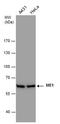 Malic Enzyme 1 antibody, MA5-27763, Invitrogen Antibodies, Western Blot image 