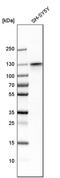 Myosin-Ib antibody, PA5-53069, Invitrogen Antibodies, Western Blot image 