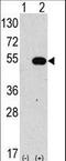 Autophagy Related 4C Cysteine Peptidase antibody, LS-C156600, Lifespan Biosciences, Western Blot image 