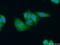 Optic atrophy 3 protein antibody, 15638-1-AP, Proteintech Group, Immunofluorescence image 