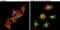 Nitric Oxide Synthase 1 antibody, PA1-032, Invitrogen Antibodies, Immunofluorescence image 